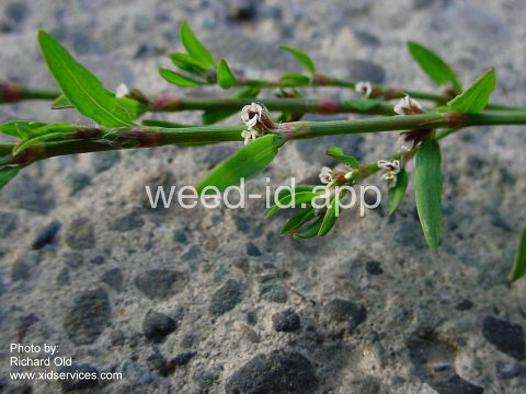 knotweed, prostrate